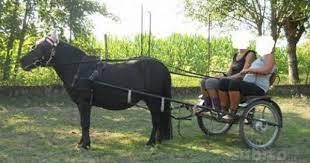 Pensavo Fosse Amore Invece Era Un Calesse Animali Pony Annunci