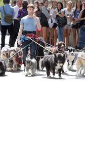 Maybe you would like to learn more about one of these? Daniel Radcliffe Walking 12 Dogs While Smoking Photoshopbattles