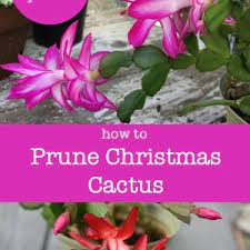 Typically 20 to 30 years. Easy Prune Christmas Cactus Flower Patch Farmhouse