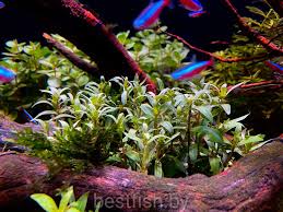 Image result for Nesaea crassicaulis
