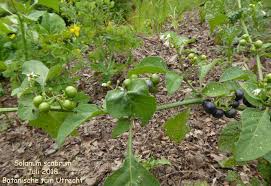 Image result for Solanum scabrum