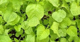 Artinya untuk menghasilkan keuntungan yang maksimal dalam berhidroponik, maka. 15 Tanaman Yang Menguntungkan Mudah Ditanam Cepat Berhasil Investasi Untung