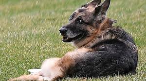 Major, one of the family dogs of president biden and first lady jill biden, explores the south lawn at the white house in washington, upon his arrival from delaware, on jan. Eehwsm5qdqggam