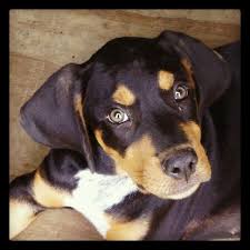 Black And Tan Coonhound Mixed With Rottweiler Toro Part Bluetick Hound And Rottie Rottie Dogs Animals