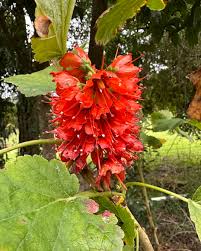 Image result for Greyia