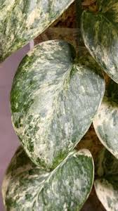 Image result for Phaulopsis sangana