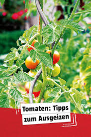 Wir erklären, worum es sich handelt, warum der schaden harmlos ist und wie sie ihn vermeiden. Tomaten Richtig Ausgeizen Garten Anpflanzen Tomaten Garten Garten Pflanzen