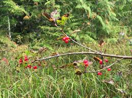 It is listed as endangered in wisconsin; Planet Alaska Highbush Cranberries And Traditional Values Juneau Empire