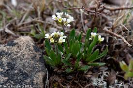 Image result for Rytigynia lewisii
