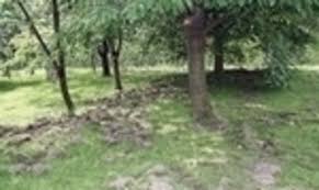 Allein bei wildschweinen stieg so begegnen sie tieren in wald und garten | was tun, wenn die wildsau kommt? Wildschweine Durchwuhlen Garten Im Westernholz