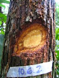 Image result for Pterocarpus