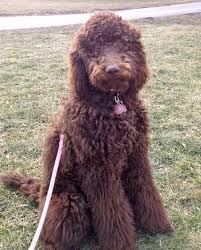 We simply enjoy raising our newfoundland's i have read and understood the terms of this contract. Can You See The Twinkle In My Eyes Poodle Mix Poodle Dog Fluffy Dogs