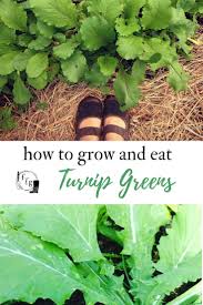 For a late spring harvest, sow turnip seeds about 2 to 3 weeks before the average last spring frost date. Growing Turnip Greens How To Cook Them Family Food Garden Growing Turnips Turnip Greens Turnip