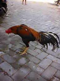 Makin lebar tulang dada semakin baik. Ayadu Yang Tidak Layak Untuk Adu Jago Banito Farm Facebook