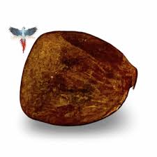 Image result for Hunteria umbellata