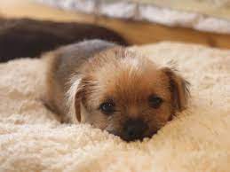 Norfolk Terrier Puppy Norfolk Terrier Puppies Norfolk Terrier Puppies