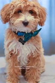 Petite Goldendoodles Goldendoodle Puppy For Sale Teddy Bear Dog Goldendoodle