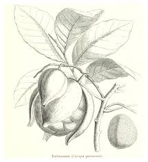 Image result for Carapa procera