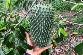 Image result for Annona muricata