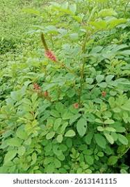 Image result for Indigofera hirsuta