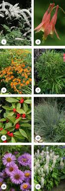We did not find results for: 15 Great Deer Resistant Native Plants Audubon Connecticut