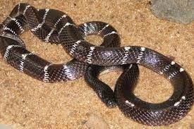 Image Result For Common Krait Snake Images Snake Images Snake Image