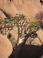 Image result for Cyphostemma glandulosissimum