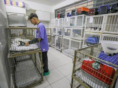 Programa oferece mil vagas para castração gratuita de cães e gatos em Taguatinga