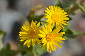 Image result for Heteropyxidaceae