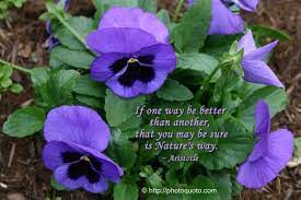 Pin On Flowers
