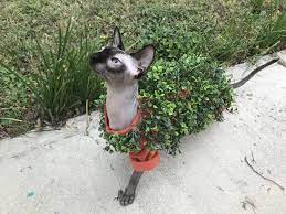 Bidi Bidi The Chia Pet Follow Her On Instagram Bidibidimeowmeow Pets Cats Pets Chia Pet