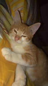 Rajut gbr kucing, bagus jg ya. Kucing Lucu Kucing Lucu Kucing Lucu