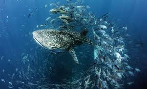 Whale Shark Image National Geographic Your Shot Photo Of The Day Whale Shark Shark Images Whale
