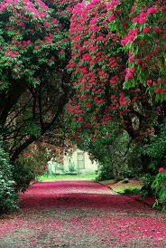 We did not find results for: Natural Pic On Blumenbaum Hubsche Hintergrunde Und Schone Blumen
