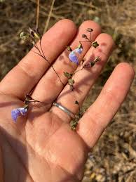 Image result for Coleus gracilipedicellatum