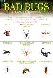 Identifying Bugs And Bug Bites Poisonous Spiders Poisonous Bugs Identifying Bug Bites