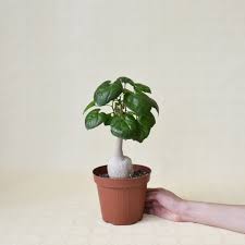 Image result for Pyrenacantha