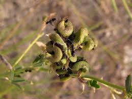 Image result for Medicago laciniata