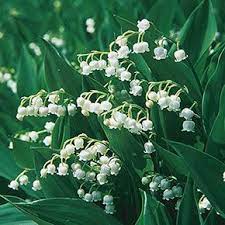 Convallaria Majalis Bordeaux Lily Of The Valley Lily Of The Valley Flowers Lily Of The Valley Lawn And Garden