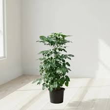 Image result for Radermachera