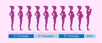 When does baby bump appear? How Fast Does A Pregnant Woman S Belly Grow