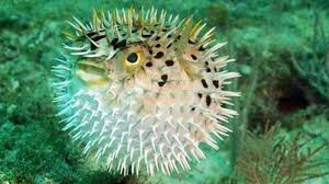 Alam semulajadi tidak pernah berhenti dari mengejutkan dunia manusia. Haiwan Meindungi Diri Daripada Musuh Quiz Quizizz