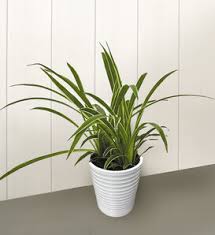 Image result for Chlorophytum pubiflorum