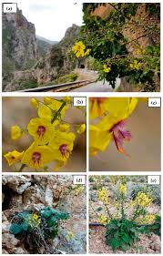 Image result for Verbascum scrophulariifolium