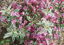 Weigelas have been favorites of many gardeners over the years. Plantfiles Picture 9 Of Weigela My Monet Weigela Florida Dwarf Shrubs Garden Shrubs Florida Gardening