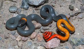 Purplish black or black above, belly and three scale rows above are pink. Arizona Snake Identification Phoenix Scottsdale Tucson And Surrounding Areas Snake Identification