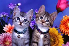 картинки на рабочий стол компьютера на весь экран кошки Oboi Na Drugie Temy Oboi Dlya Rabochego Stola Skachat Besplatno I Bez Registracii