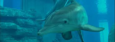 Displaying 22 questions associated with risk. Winter The Dolphin Home Facebook