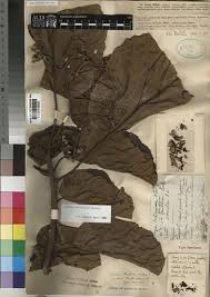 Image result for Cordia millenii