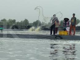 Menjala Cuan Tambak Udang Ala Baba Rafi